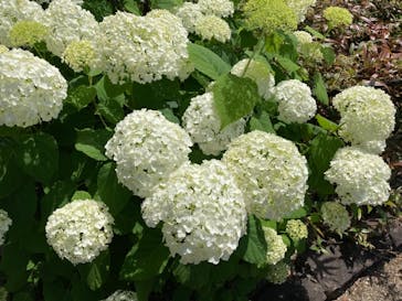 安城産業文化公園デンパークに投稿された画像（2021/6/6）