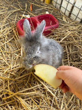 しろとり動物園に投稿された画像（2021/6/6）