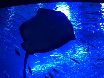 京都水族館に投稿された画像（2021/6/6）