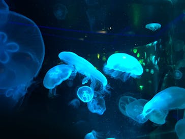 京都水族館に投稿された画像（2021/6/6）