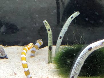 京都水族館に投稿された画像（2021/6/6）