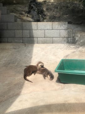 しろとり動物園に投稿された画像（2021/6/6）