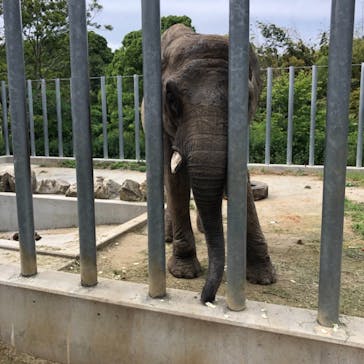 しろとり動物園に投稿された画像（2021/6/6）