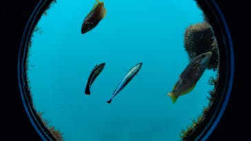 串本海中公園水族館に投稿された画像（2021/6/6）