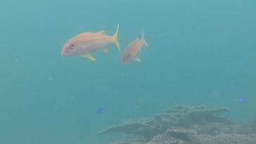 串本海中公園水族館に投稿された画像（2021/6/6）