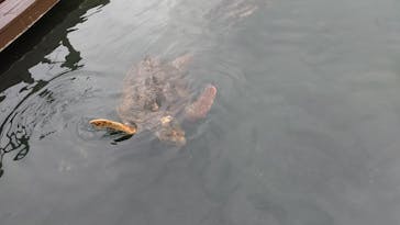 串本海中公園水族館に投稿された画像（2021/6/6）