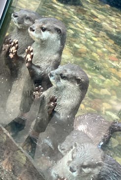 神戸どうぶつ王国に投稿された画像（2021/6/6）