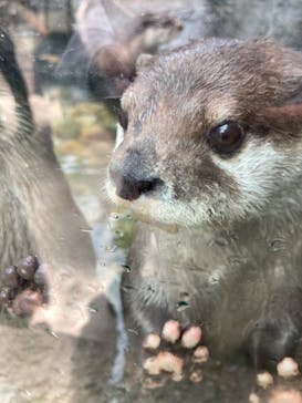 神戸どうぶつ王国に投稿された画像（2021/6/6）