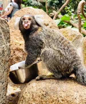 神戸どうぶつ王国に投稿された画像（2021/6/6）