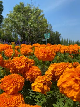 安城産業文化公園デンパークに投稿された画像（2021/6/7）