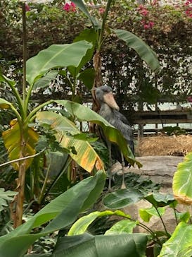 神戸どうぶつ王国に投稿された画像（2021/6/7）