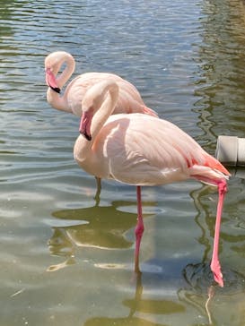 神戸どうぶつ王国に投稿された画像（2021/6/7）