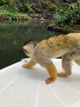 伊豆シャボテン動物公園に投稿された画像（2021/6/7）