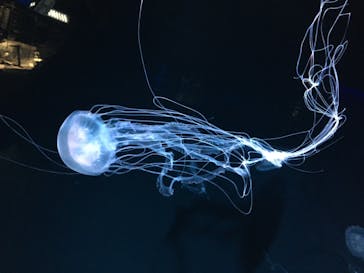 京都水族館に投稿された画像（2021/6/7）