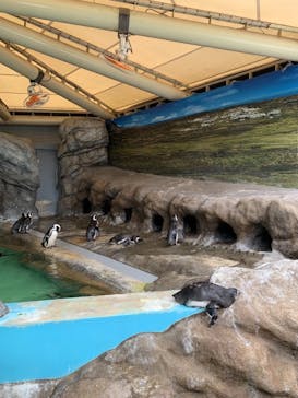しながわ水族館に投稿された画像（2021/6/7）