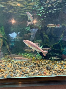 しながわ水族館に投稿された画像（2021/6/7）