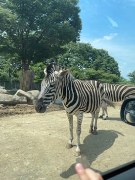 群馬サファリパークに投稿された画像（2021/6/7）
