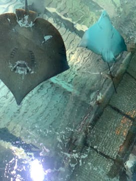 マクセル アクアパーク品川に投稿された画像（2021/6/7）