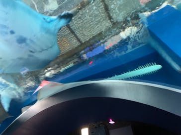 マクセル アクアパーク品川に投稿された画像（2021/6/7）