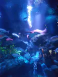 すみだ水族館に投稿された画像（2021/6/7）