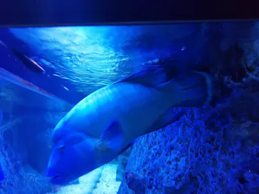 すみだ水族館に投稿された画像（2021/6/7）