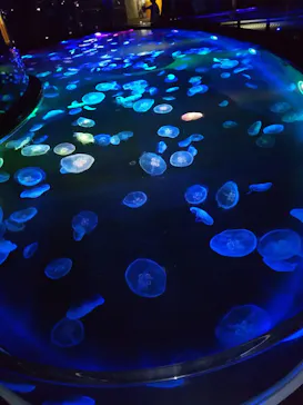 すみだ水族館に投稿された画像（2021/6/7）