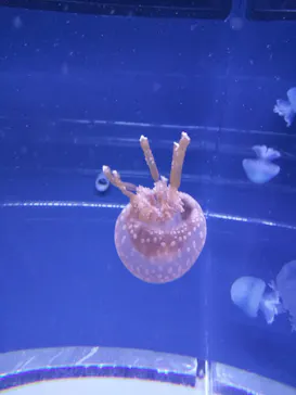 すみだ水族館に投稿された画像（2021/6/7）