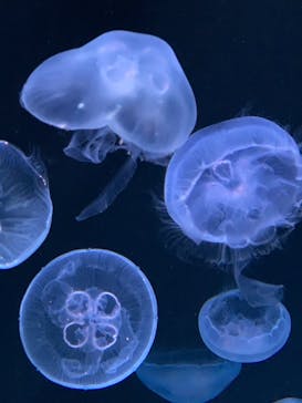 サンシャイン水族館に投稿された画像（2021/6/7）