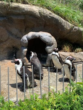 サンシャイン水族館に投稿された画像（2021/6/7）