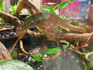 カワスイ 川崎⽔族館に投稿された画像（2021/6/7）