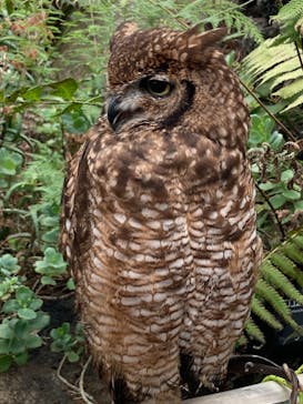 伊豆シャボテン動物公園に投稿された画像（2021/6/7）