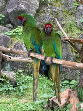 伊豆シャボテン動物公園に投稿された画像（2021/6/7）