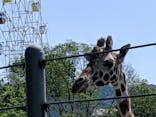 秋吉台自然動物公園 サファリランドに投稿された画像（2021/6/7）