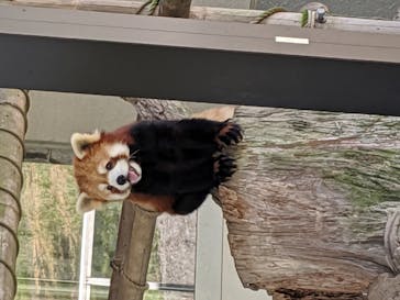 秋吉台自然動物公園 サファリランドに投稿された画像（2021/6/7）