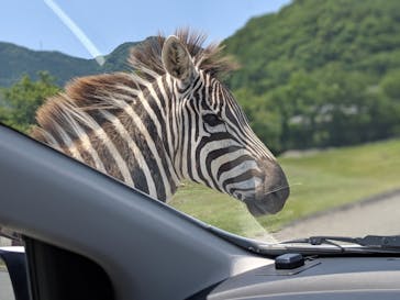 秋吉台自然動物公園 サファリランドに投稿された画像（2021/6/7）