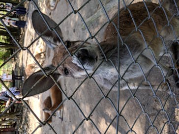 秋吉台自然動物公園 サファリランドに投稿された画像（2021/6/7）