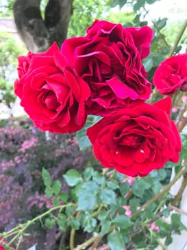 河口湖 音楽と森の美術館に投稿された画像（2021/6/7）