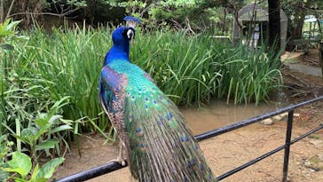 ネオパークオキナワに投稿された画像（2021/6/7）