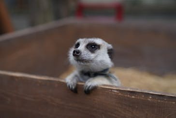 しろとり動物園に投稿された画像（2021/6/7）