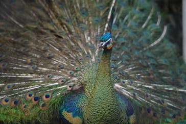 しろとり動物園に投稿された画像（2021/6/7）