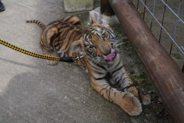 しろとり動物園に投稿された画像（2021/6/7）