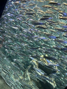 サンシャイン水族館に投稿された画像（2021/6/7）