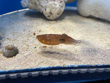 サンシャイン水族館に投稿された画像（2021/6/7）