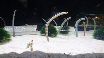 京都水族館に投稿された画像（2021/6/8）