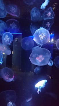 京都水族館に投稿された画像（2021/6/8）