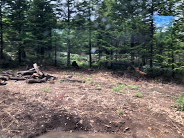 サホロリゾート　ベア･マウンテンに投稿された画像（2021/6/8）