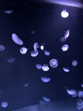 サンシャイン水族館に投稿された画像（2021/6/8）