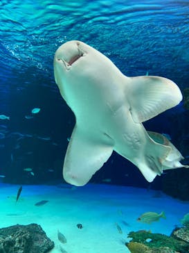 サンシャイン水族館に投稿された画像（2021/6/8）