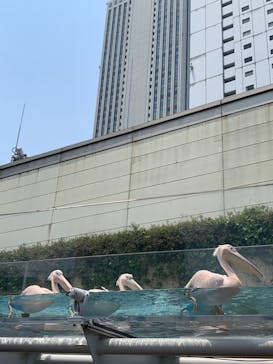 サンシャイン水族館に投稿された画像（2021/6/8）