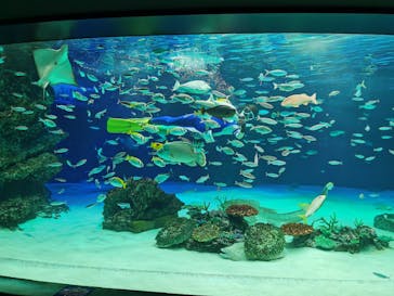 サンシャイン水族館に投稿された画像（2021/6/8）